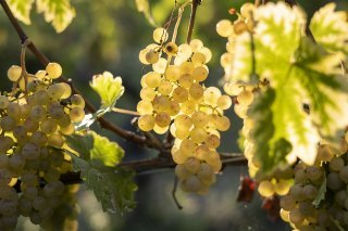 "L'ONU du vin" table sur des volumes de production en dessous de 250 millions d'hectolitres pour 2024 (image symbolique). KEYSTONE/ALESSANDRO DELLA VALLE